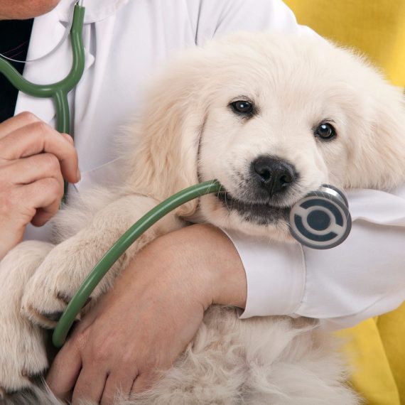golden retriever puppy playing with a stethoscope vet